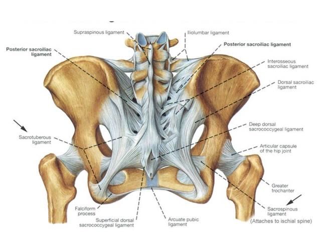 Sacro-iliac Dysfunction – Rise Bc