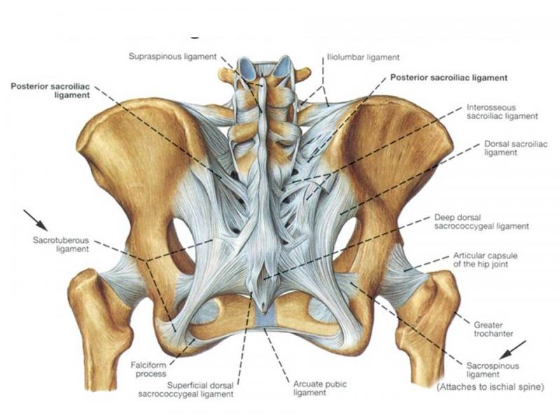Ligament Sacro Iliaque Dorsal Ligament Sacro Iliaque Ventral BEDN